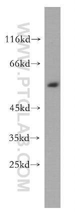 MEMO1 Antibody in Western Blot (WB)