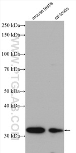 MEMO1 Antibody in Western Blot (WB)