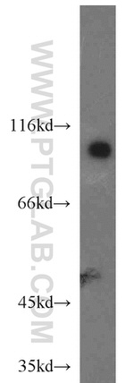 DNM2 Antibody in Western Blot (WB)