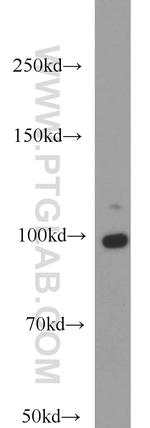 DNM2 Antibody in Western Blot (WB)