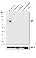 c-Rel Antibody in Western Blot (WB)