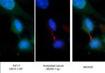 KIF17 Antibody in Immunocytochemistry (ICC/IF)