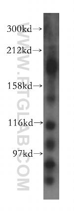 KIF17 Antibody in Western Blot (WB)