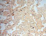 AKAP14 Antibody in Immunohistochemistry (Paraffin) (IHC (P))
