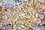 AKAP14 Antibody in Immunohistochemistry (Paraffin) (IHC (P))