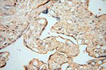 AKAP14 Antibody in Immunohistochemistry (Paraffin) (IHC (P))