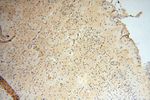AKAP14 Antibody in Immunohistochemistry (Paraffin) (IHC (P))