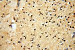 AKAP14 Antibody in Immunohistochemistry (Paraffin) (IHC (P))