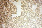 AKAP14 Antibody in Immunohistochemistry (Paraffin) (IHC (P))
