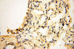 AKAP14 Antibody in Immunohistochemistry (Paraffin) (IHC (P))