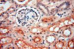 AKAP14 Antibody in Immunohistochemistry (Paraffin) (IHC (P))