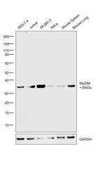 MyD88 Polyclonal Antibody, eBioscience™