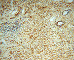 RABEP2 Antibody in Immunohistochemistry (Paraffin) (IHC (P))