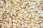 RABEP2 Antibody in Immunohistochemistry (Paraffin) (IHC (P))