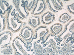 SHARPIN Antibody in Immunohistochemistry (Paraffin) (IHC (P))