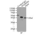 SHARPIN Antibody in Immunoprecipitation (IP)