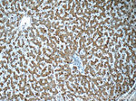 HPS4 Antibody in Immunohistochemistry (Paraffin) (IHC (P))