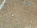 HPS4 Antibody in Immunohistochemistry (Paraffin) (IHC (P))
