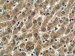 HPS4 Antibody in Immunohistochemistry (Paraffin) (IHC (P))