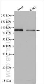 HPS4 Antibody in Western Blot (WB)