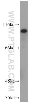 HPS4 Antibody in Western Blot (WB)