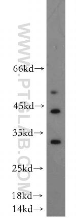 DUSP15 Antibody in Western Blot (WB)