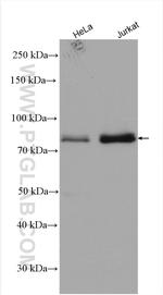 RMI1 Antibody in Western Blot (WB)