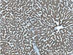 CNPY2/MSAP Antibody in Immunohistochemistry (Paraffin) (IHC (P))