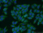 REEP5 Antibody in Immunocytochemistry (ICC/IF)