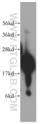 REEP5 Antibody in Western Blot (WB)
