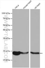 REEP5 Antibody in Western Blot (WB)