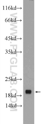 REEP5 Antibody in Western Blot (WB)