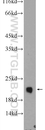REEP5 Antibody in Western Blot (WB)