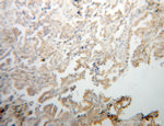 RDH10 Antibody in Immunohistochemistry (Paraffin) (IHC (P))