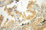 RDH10 Antibody in Immunohistochemistry (Paraffin) (IHC (P))