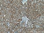 RDH10 Antibody in Immunohistochemistry (Paraffin) (IHC (P))