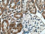 RDH10 Antibody in Immunohistochemistry (Paraffin) (IHC (P))
