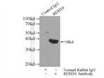 RDH10 Antibody in Immunoprecipitation (IP)