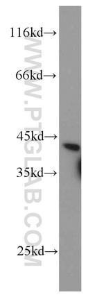 RDH10 Antibody in Western Blot (WB)
