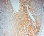 NCF4 Antibody in Immunohistochemistry (Paraffin) (IHC (P))