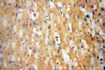 NCF4 Antibody in Immunohistochemistry (Paraffin) (IHC (P))