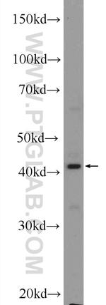 NCF4 Antibody in Western Blot (WB)