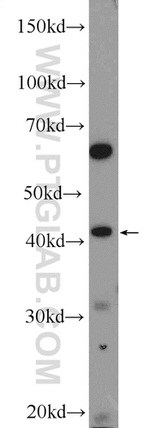 NCF4 Antibody in Western Blot (WB)