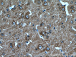 POSH Antibody in Immunohistochemistry (Paraffin) (IHC (P))