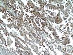 MPP3 Antibody in Immunohistochemistry (Paraffin) (IHC (P))