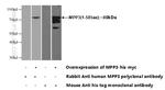 MPP3 Antibody in Western Blot (WB)