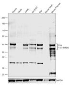 TOX Monoclonal Antibody (TXRX10), eBioscience™