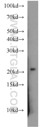 ARPC3 Antibody in Western Blot (WB)