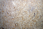 RPL18A Antibody in Immunohistochemistry (Paraffin) (IHC (P))