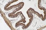 WIBG Antibody in Immunohistochemistry (Paraffin) (IHC (P))